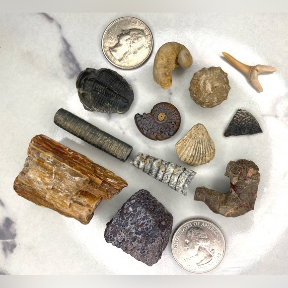 🌊 Educational Fossils Set: dinosaur, ammonite, petrified wood, etc. Geol… - Picture 2 of 15